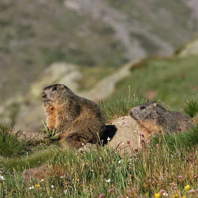 Paysages de montagne