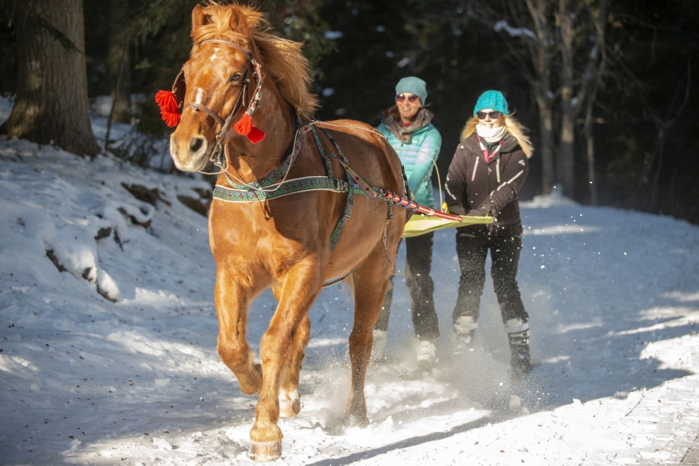 Ski Joering à Chabanon