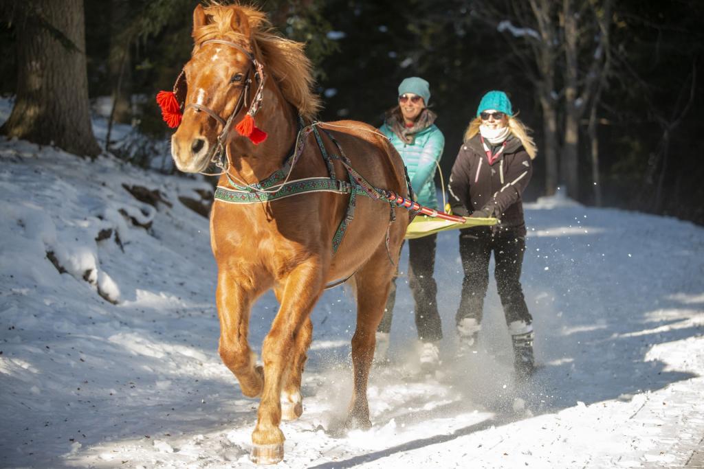 ski joering à Chabanon - SELONNET