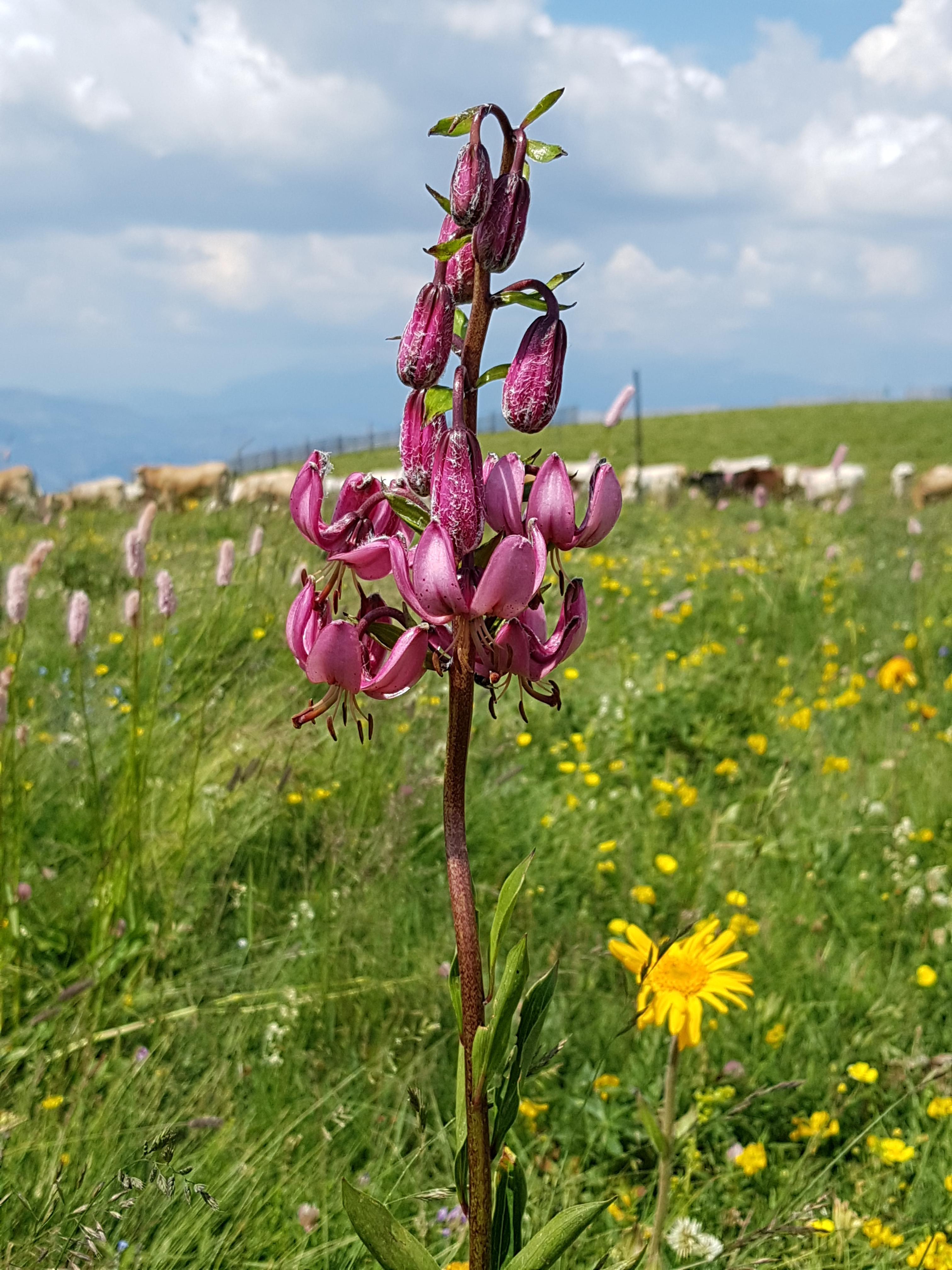   BIODEIVERSITÉ, NATURE PRESERVÉE