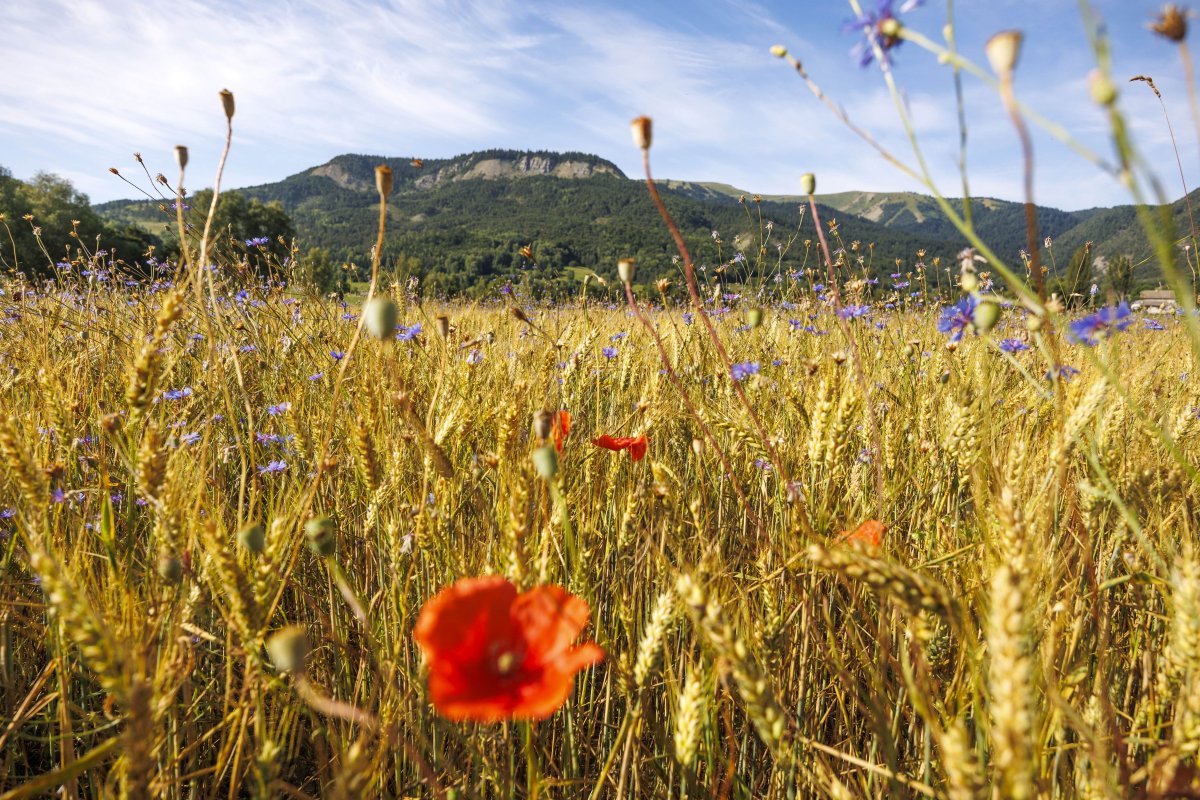 🎉Votre programme d'activités de l'été à Selonnet - Chabanon🌞